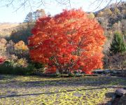 大きな木が紅く紅葉している上砂川岳日本庭園の写真