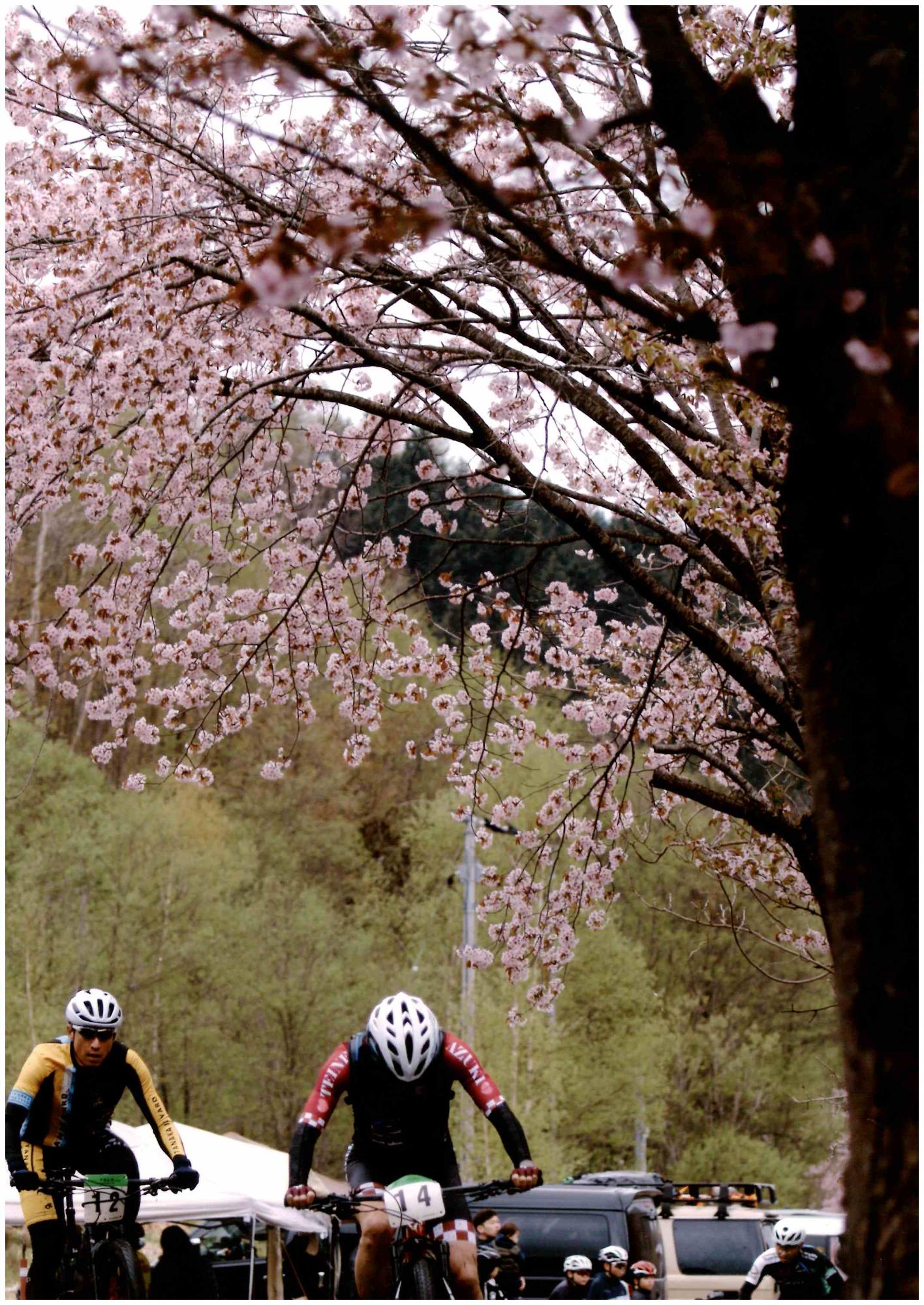咲くか散るか勝負所