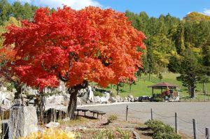 青空の下、木々が紅葉している上砂川岳日本庭園秋の写真
